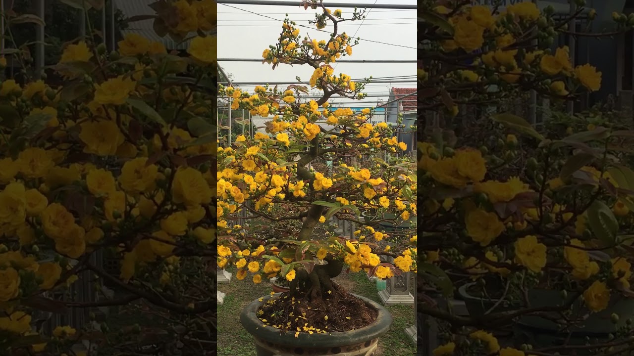 Mai c&uacute;c tri kỷ