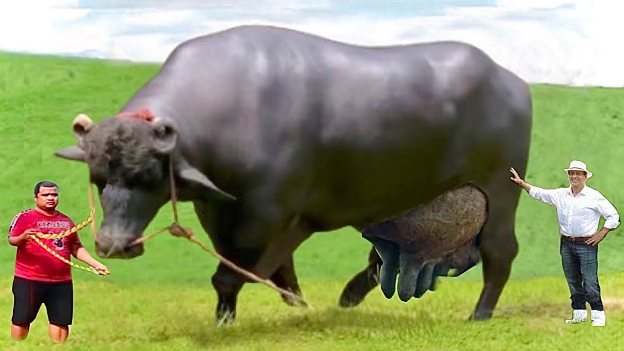 Top class highest milking buffaloes of India⭐️world record buffalo⭐️murrah buffalo⭐️competition
