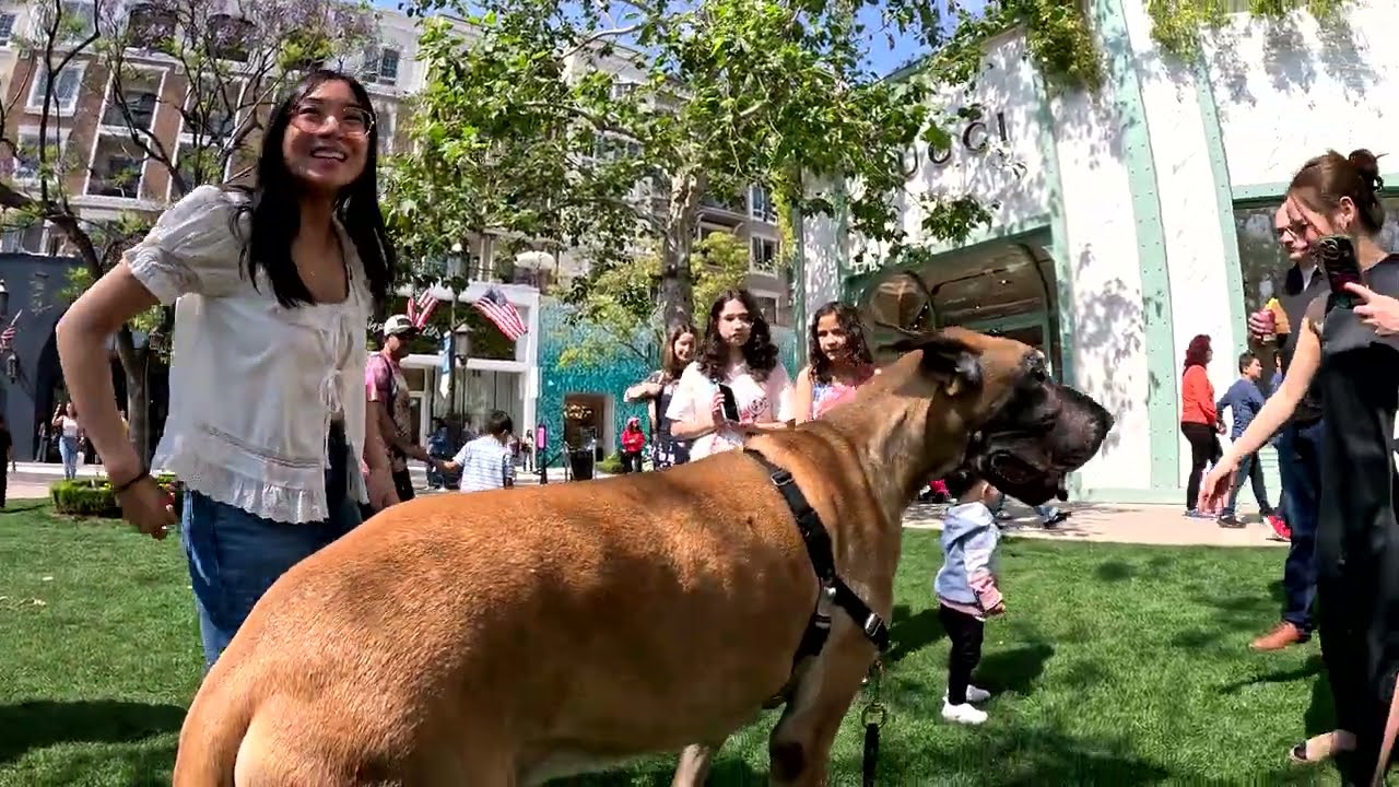 Cash 2.0 Great Dane at the Americana at Brand in Glendale, California 8