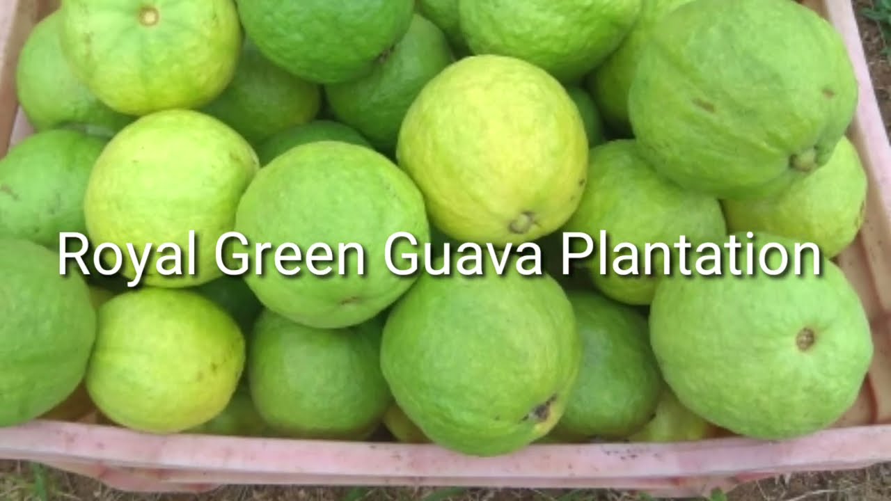 Royal Green guava plantation site visit Call 9019162251