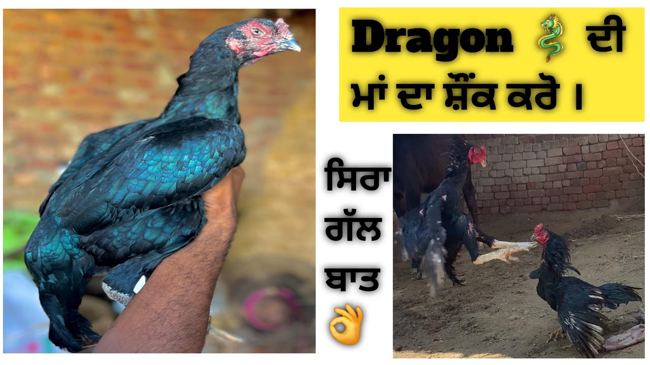 Dragon 🐉 ਦੀ ਮਾਂ ਦਾ ਸ਼ੌਂਕ ਕਰੋ ।Dragon 🐉ki ma ka shok karo |