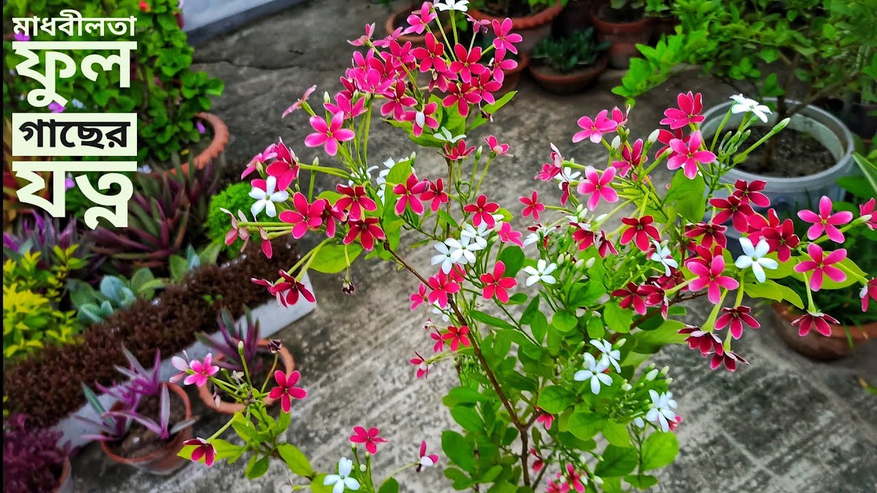 মাধবীলতা/মধুমালতি ফুল গাছের সম্পূর্ণ পরিচর্যা #Madhumalati | ছাদ বাগান