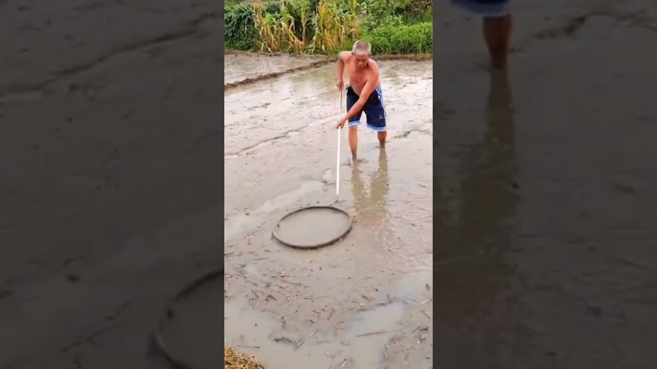 Smart Farmer Flatten The Rice Seedling Field Before Sowing  😎 #satisfying #short