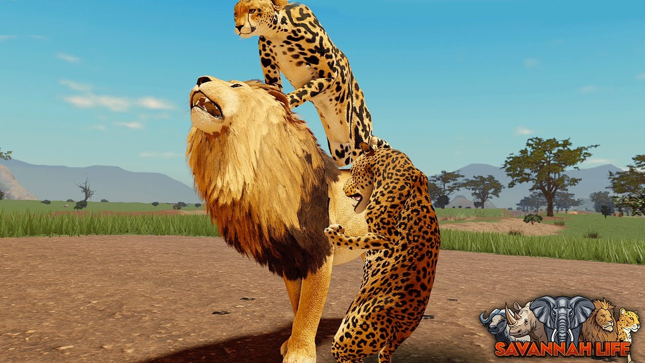 Lone Cheetah Takes on a Lion and a Leopard! | ROBLOX Savannah Life