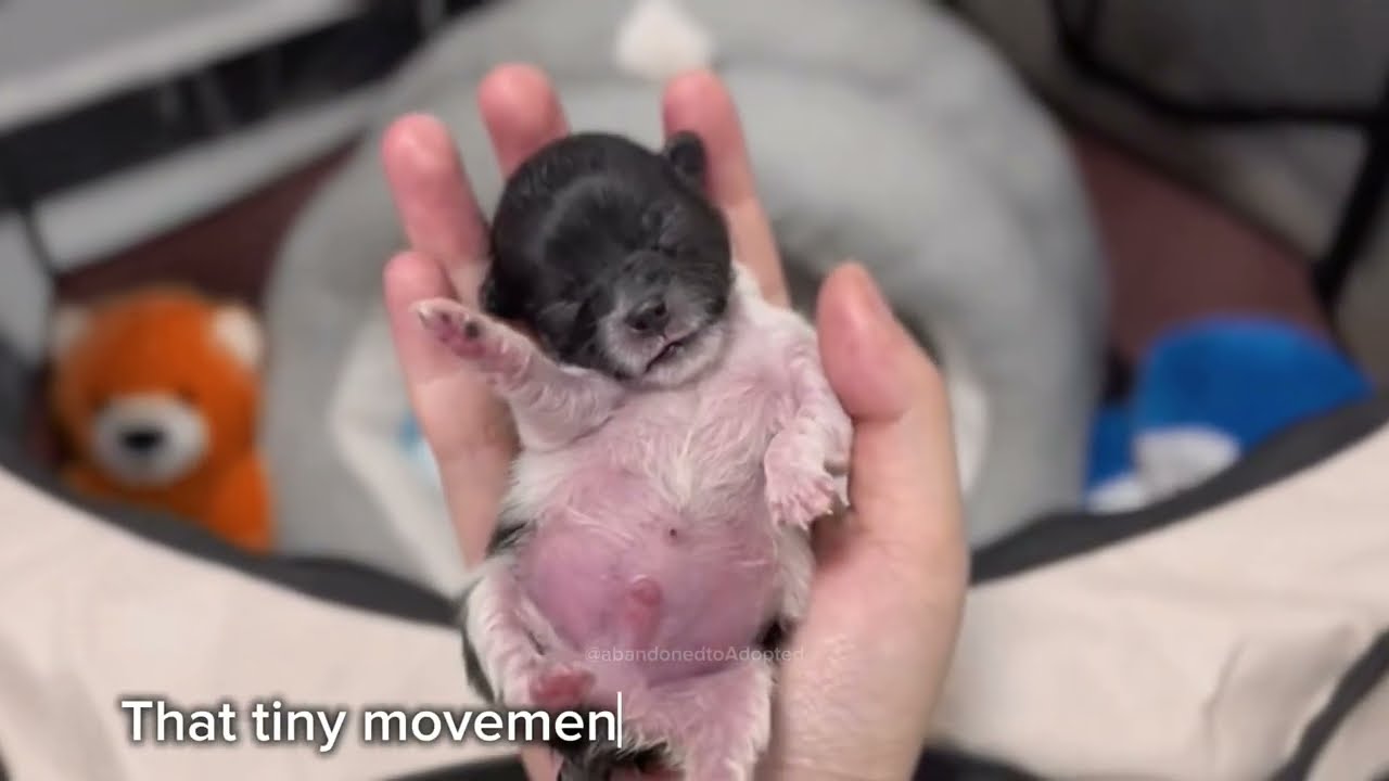 My father found a newborn puppy abandoned on the road 