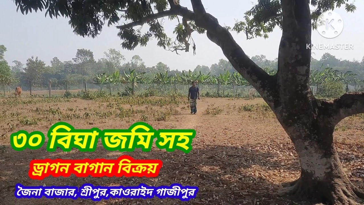 ৩০ বিঘার ড্রাগন বাগান বিক্রয়।। কাওরাইদ শ্রীপুর গাজীপুর #asset seller#Land sale Sreepur Gazipur