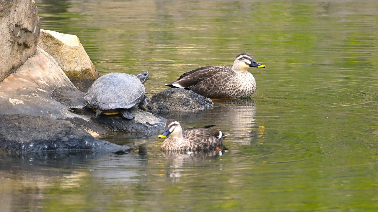 2026年2月22日・今日のカルガモ達🦆🦆縮景園編🌸
