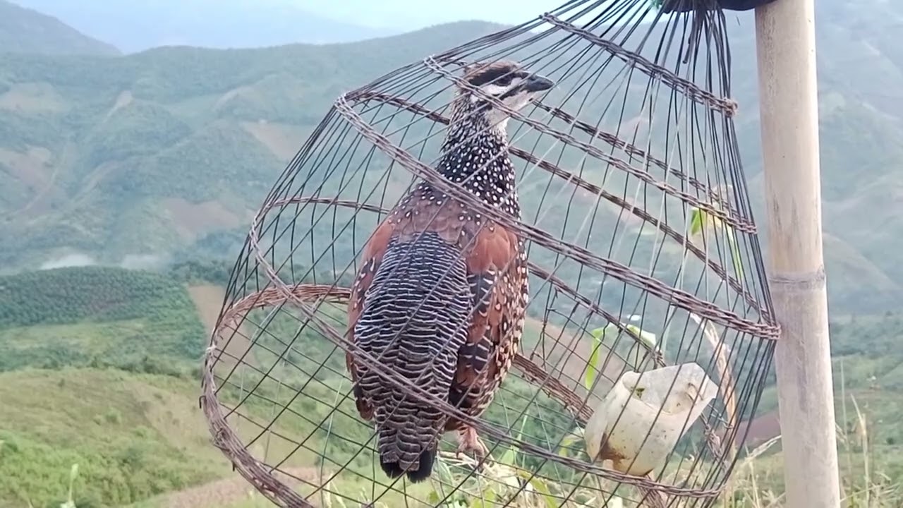 Đa đa đi săn buổi sáng sớm mùa chim non EP23.Ngay22/10/2025// dib noog sawv ntxov // 