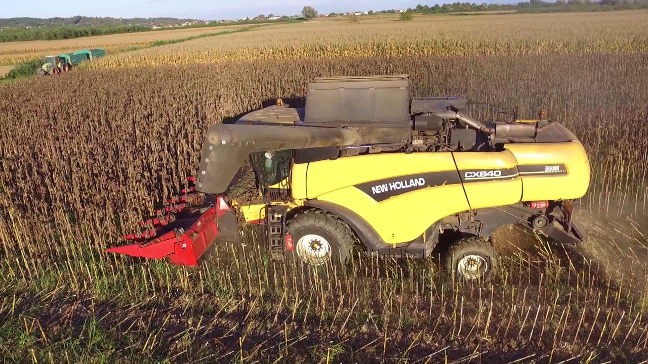 New Holland CX + Capello Quasar - Žetva suncokreta 2016.