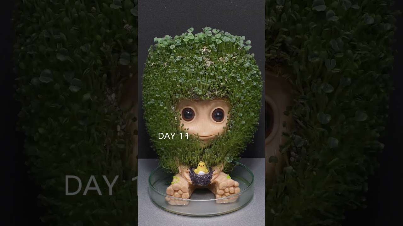 Growing Chia Seeds with Groot - Time Lapse