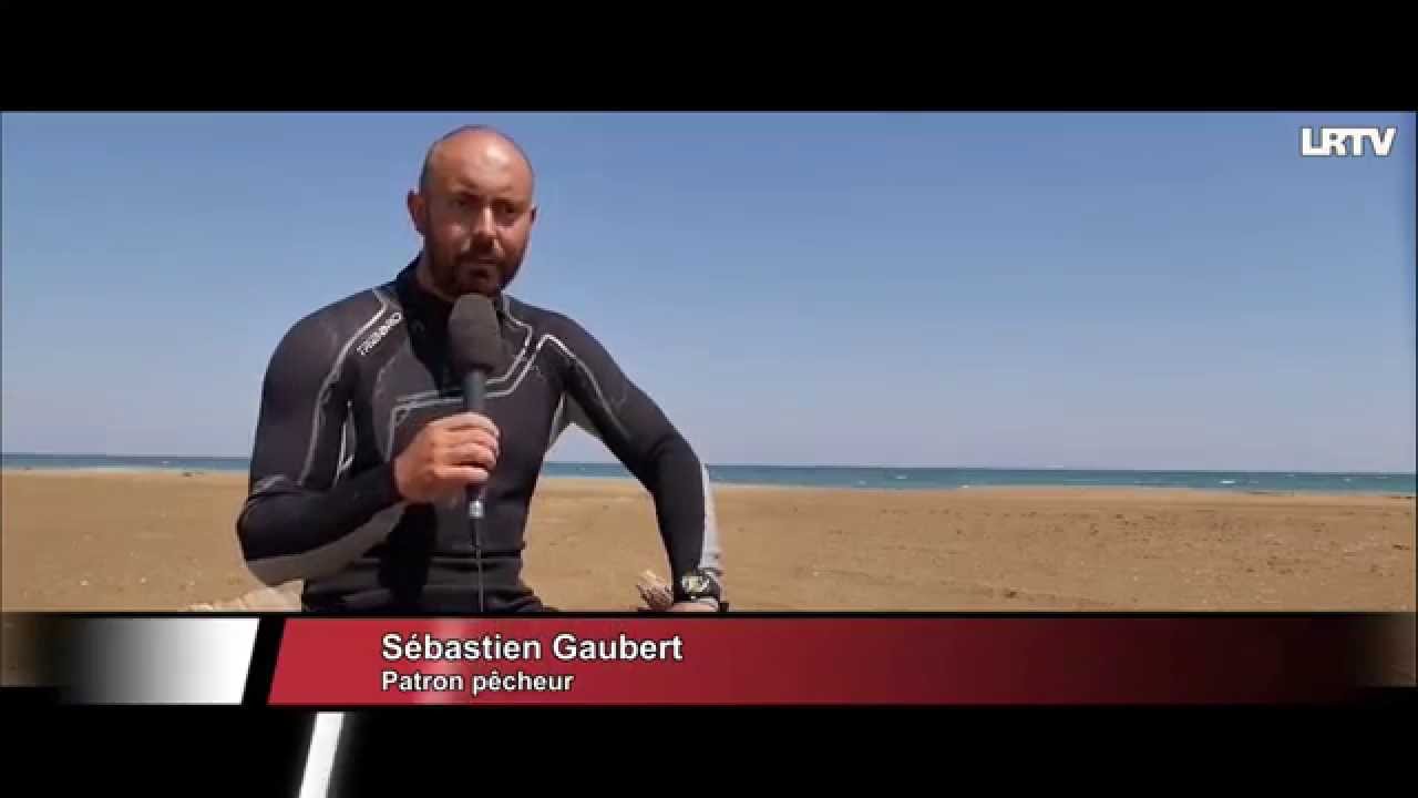 Tellines et Tenilles à Gruissan.