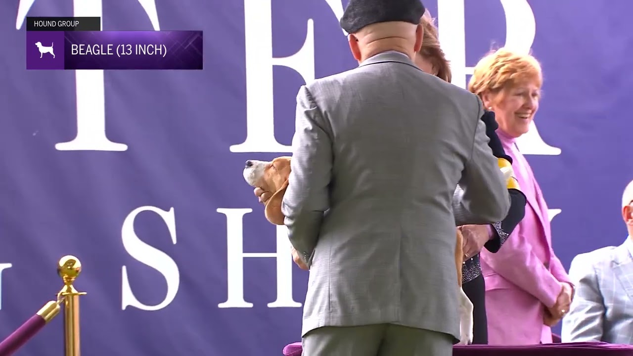 Beagles, 13 Inch | Breed Judging 2024