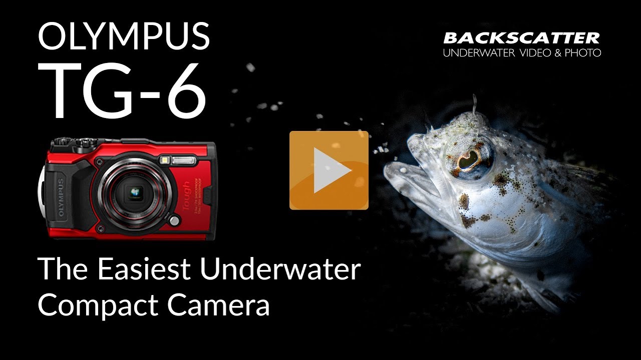 Olympus TG-6 | The Easiest Compact Camera for Underwater Photography