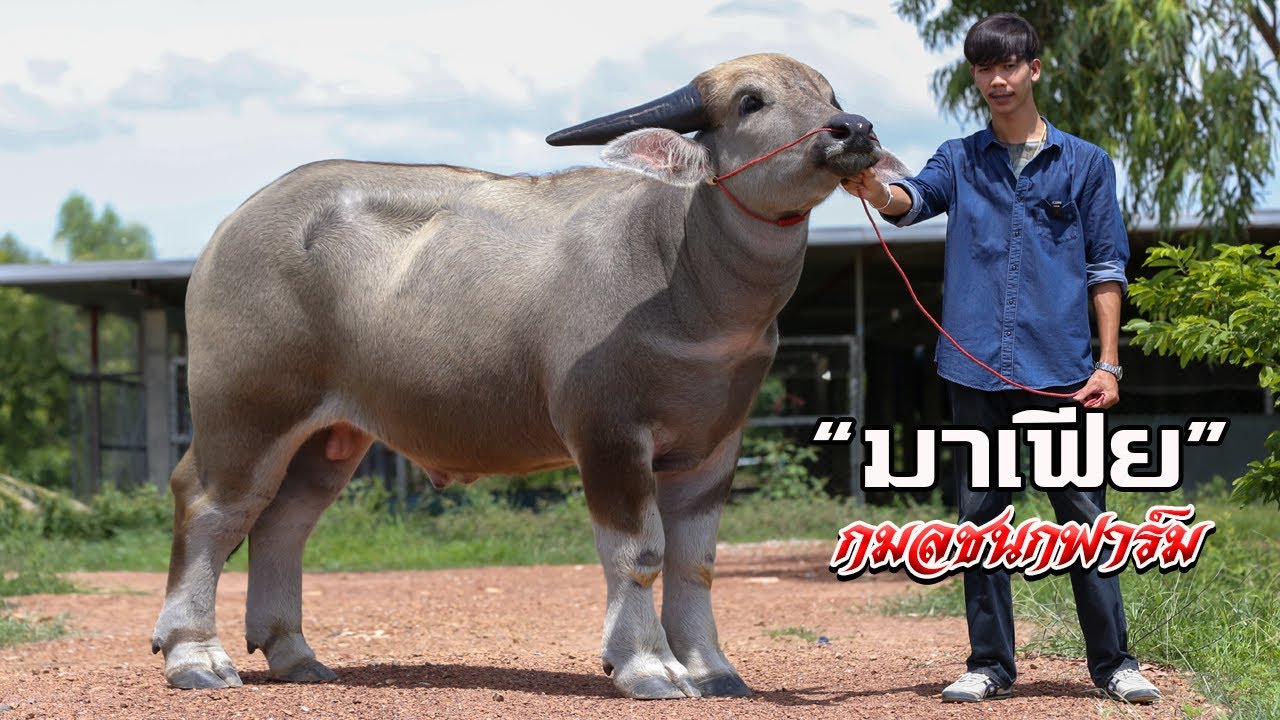 โครงสร้างใหญ่ เขาทรงเสี่ย จ้าวมาเฟีย พิจิตร ลูกชายฟ้าประทาน แม่สูง 165 อนาคตควายยักษ์  092-6393090