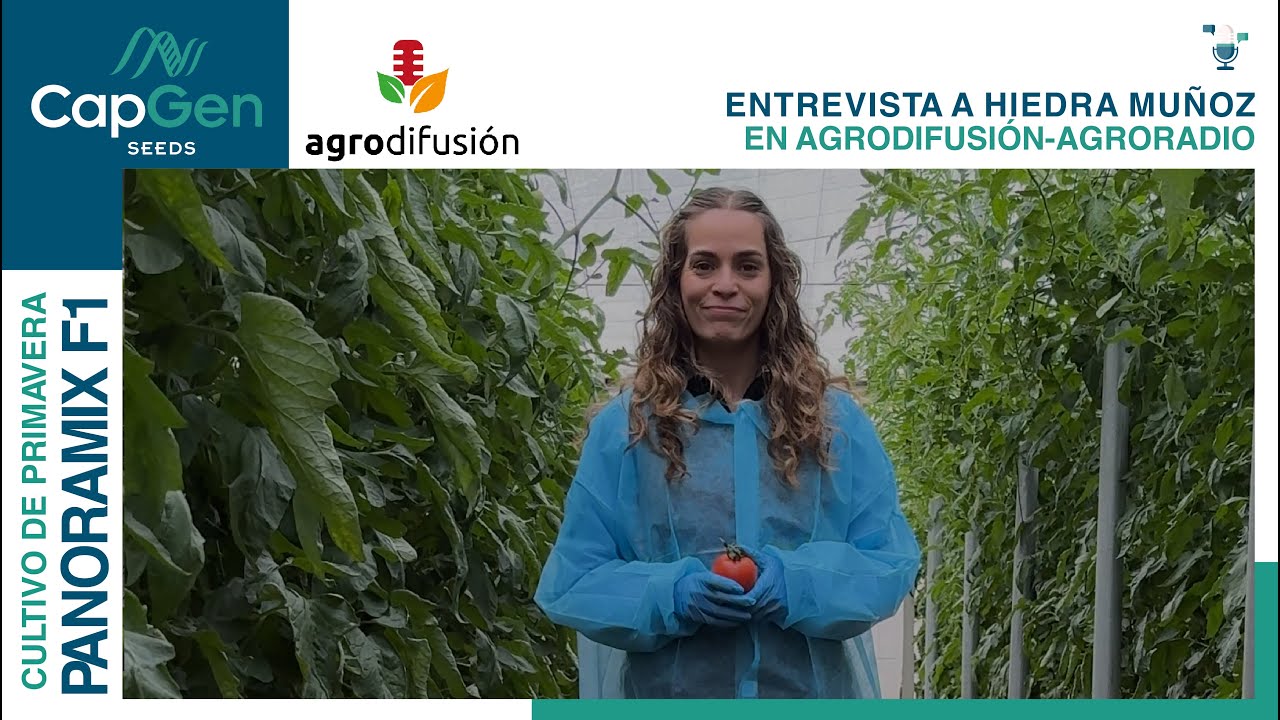 Entrevista a Hiedra Muñoz en Agrodifusión sobre el tomate pera Panoramix en primavera | 29/01/2026
