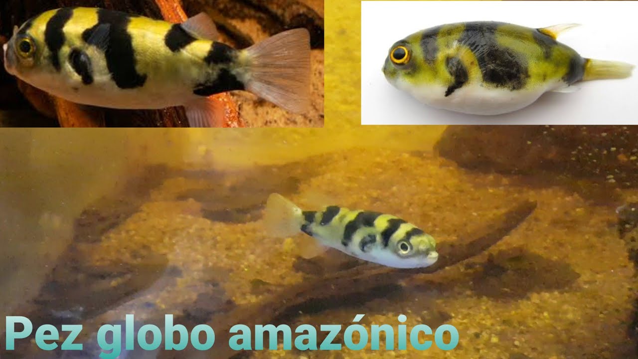 Pez globo amazónico (Sonico)