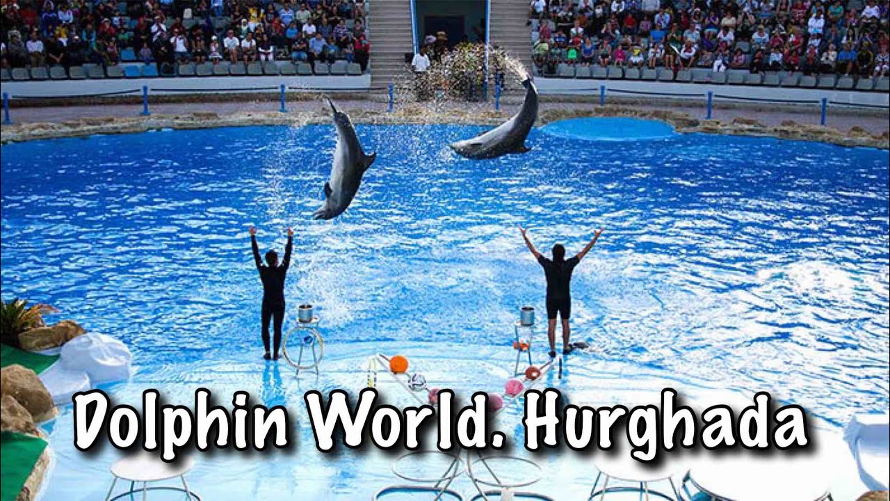 🇪🇬Dolphin World. EGYPT, Hurghada 2016 مصر