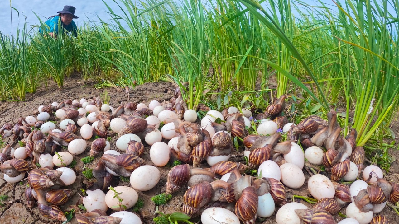 Harvesting Thousands of Giant Snails and Eggs in the Rice Field