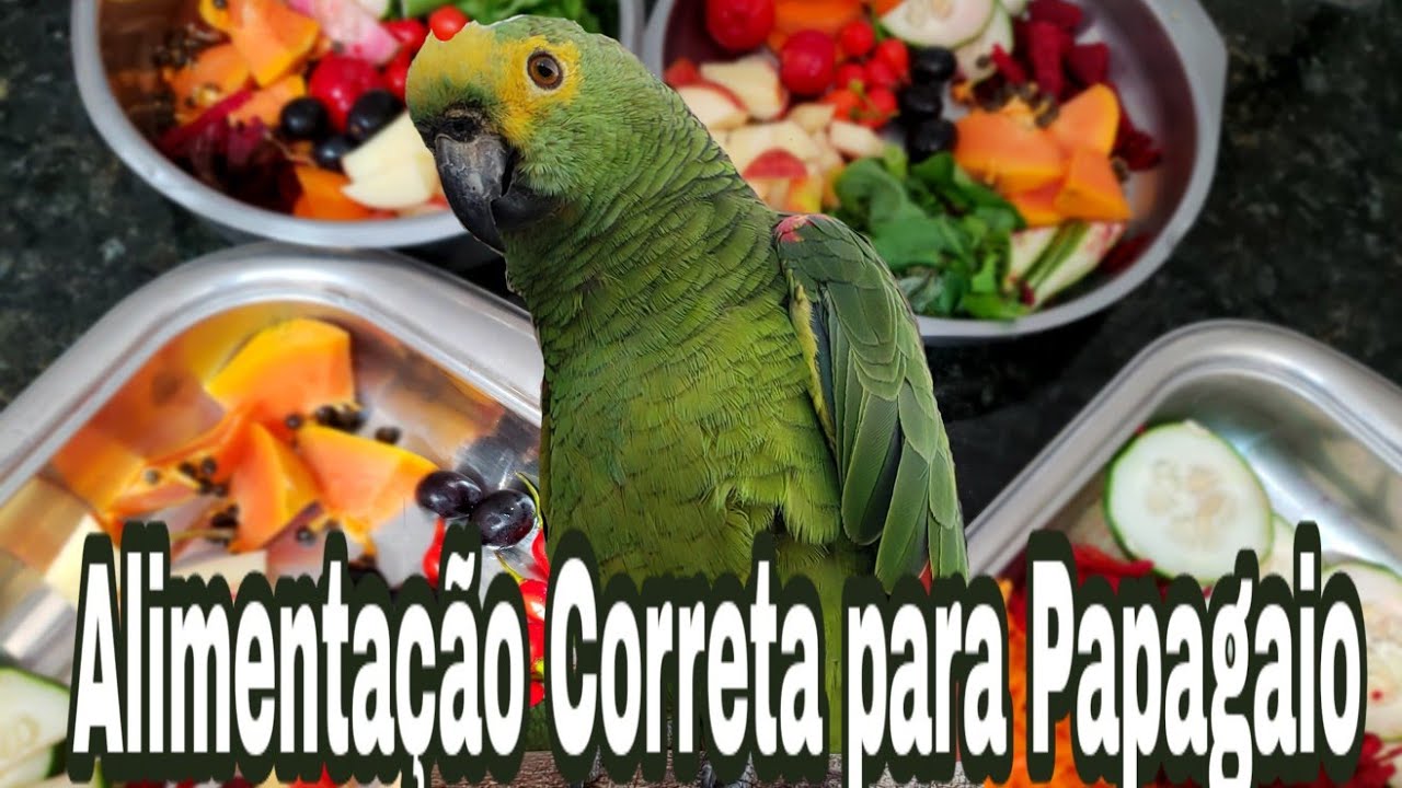 Qual Alimentação dos Papagaios
