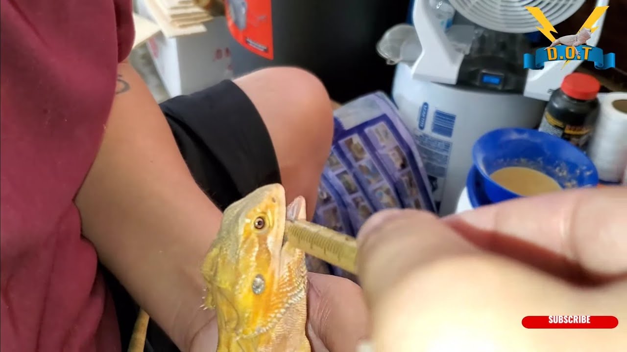 HOW TO FORCE FEED YOUR BEARDED DRAGON THE BEST WAY
