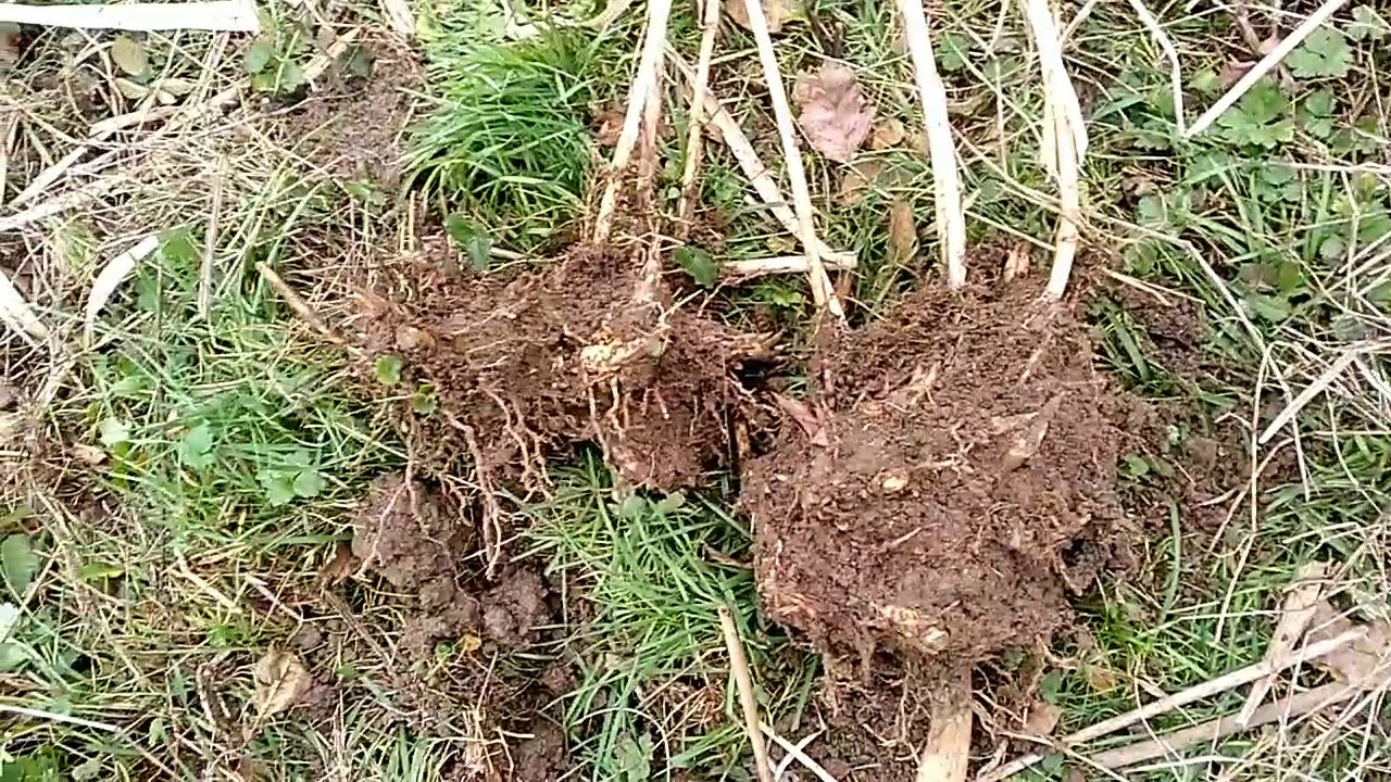 Multiplication des miscanthus par division de touffes