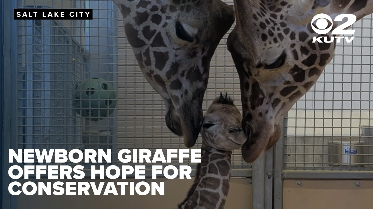 Newborn giraffe offers hope in conserving endangered species