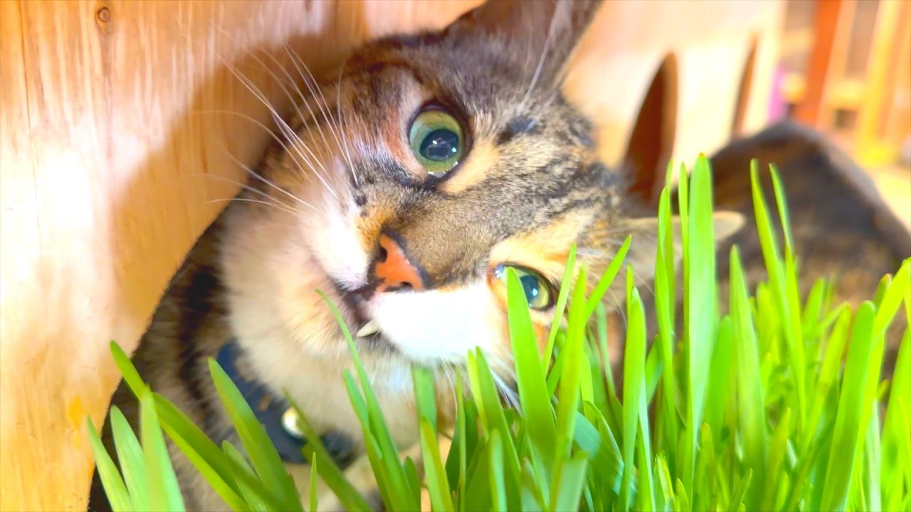 Barn Cat Team Try Cat Grass for the First Time