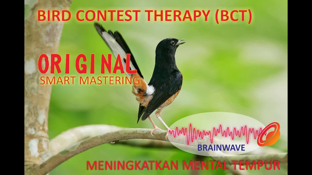 Smart Mastering - Bird Contest Therapy (Meningkatkan Mental Tempur)