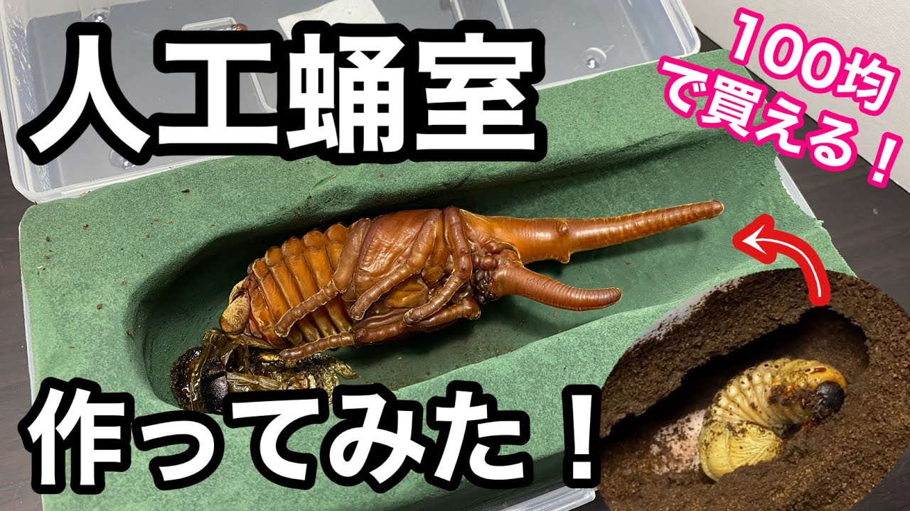 100均商品でヘラクレスの人工蛹室作成【カブトムシ飼育】