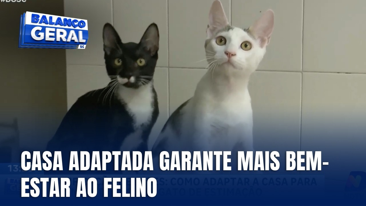 Gatificação: como adaptar a casa para seu gato