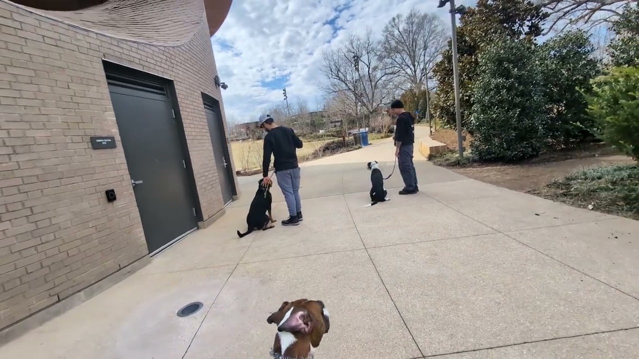 Boba & Roxy at downtown Cary Park