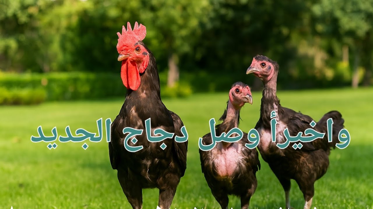 واخير وصل الدجاج الجديد و صارة مشاكل بالمحميه