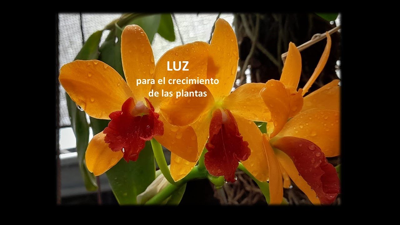 Luz y Floración de las plantas