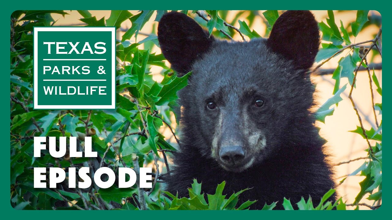 PBS Show - Black Bears of Texas & More