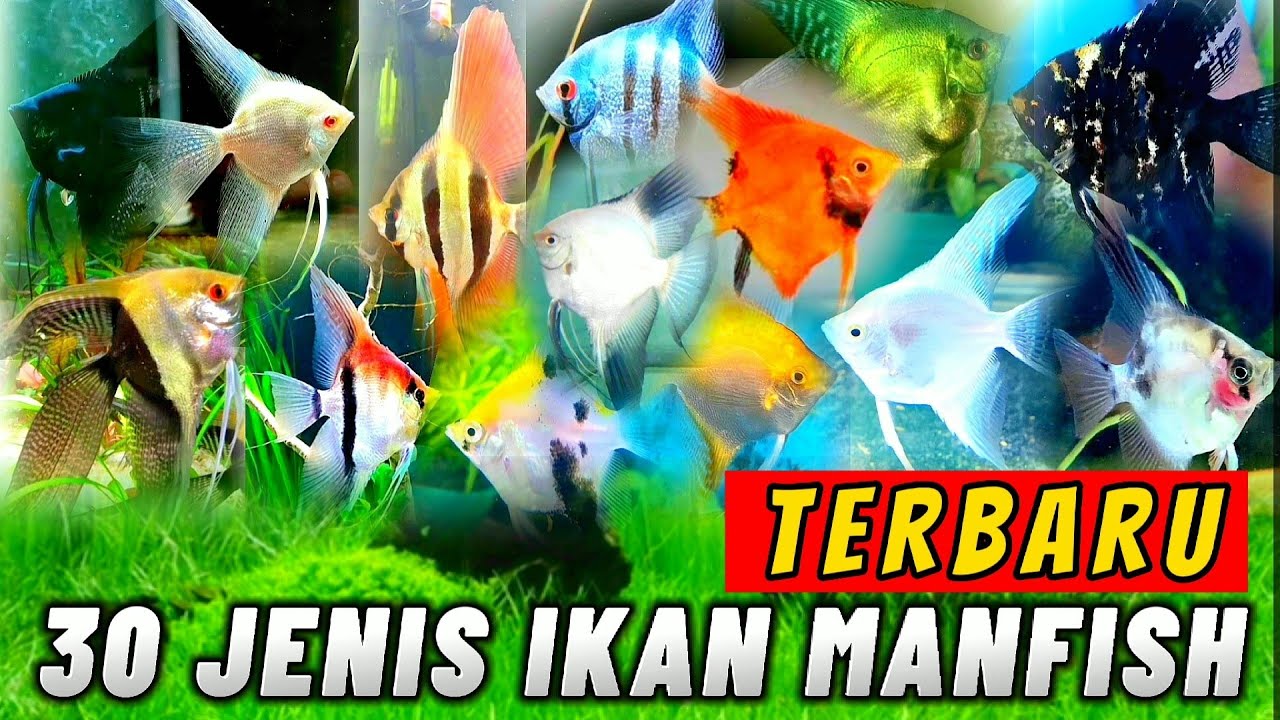 JENIS IKAN MANFISH | PEMULA WAJIB TAU ‼️ | #manfish #angelfish #ternakikan #ikanhias