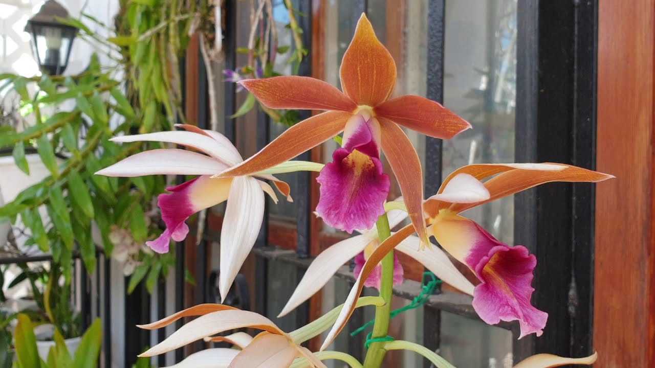 PHAIUS TANKERVILLEAE - The Nun's Orchid | Ground Ordhid in Semi Hydroponics  #ninjaorchids