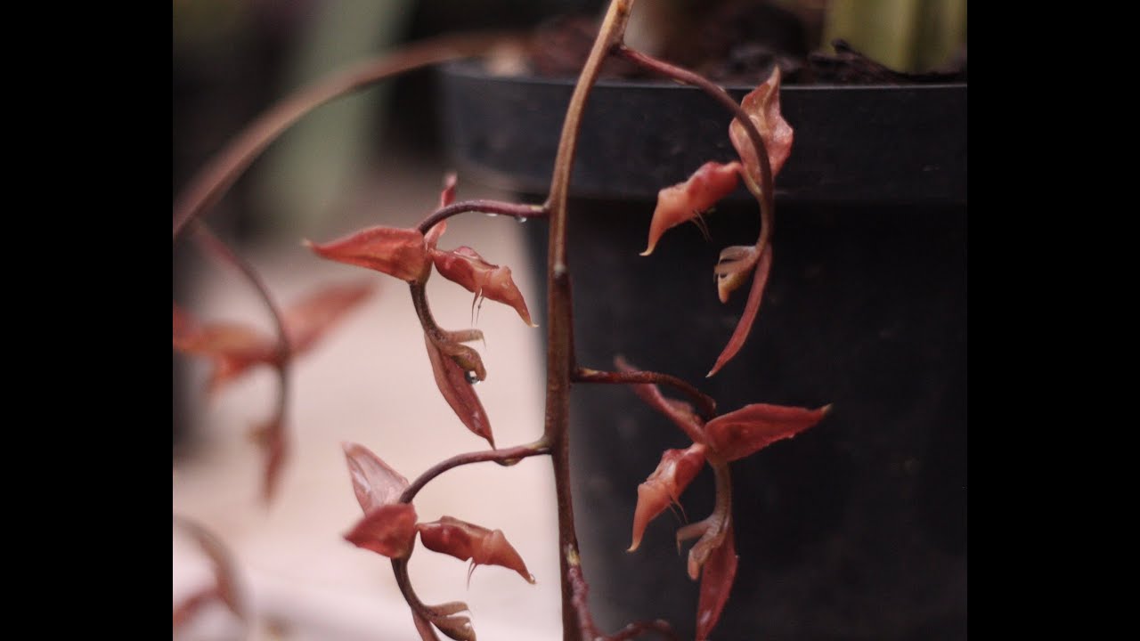 Orquídea Gongora unicolor - Descripción y manejo