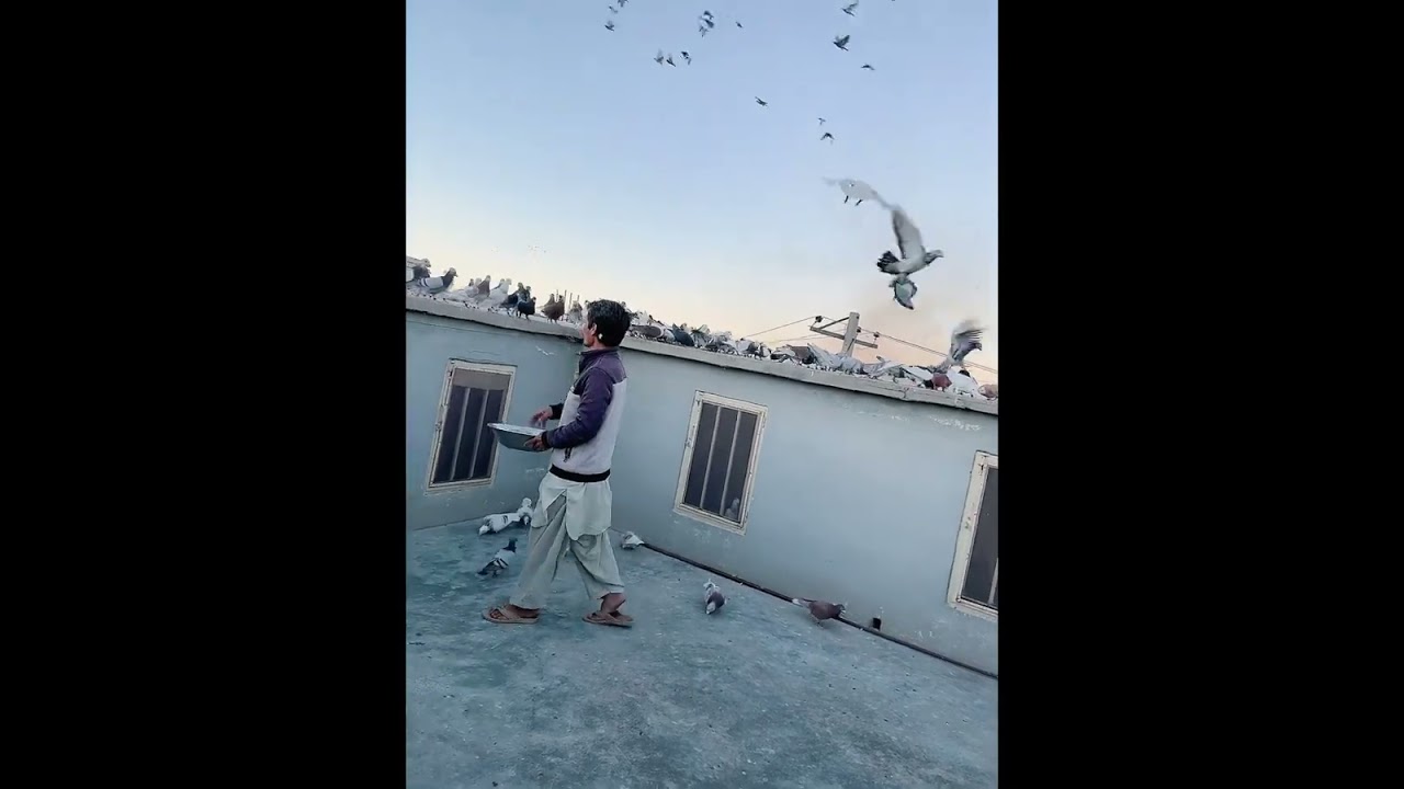 Pigeon Quetta of Fida HUssain Ustad