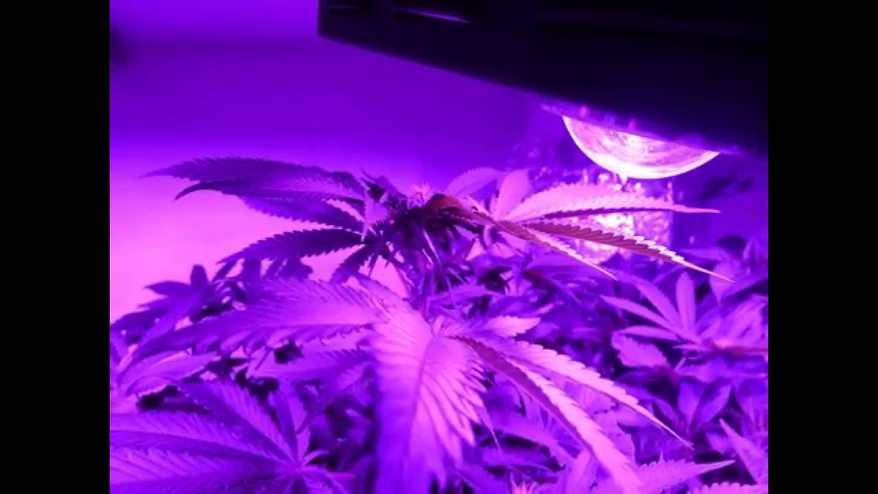 COB LED Grow Lights [www.cobgrowlights.com]