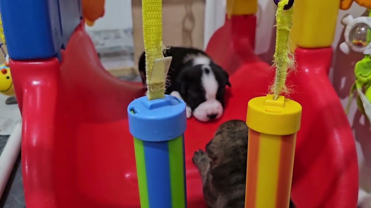 Puppy Play with Mama Raven