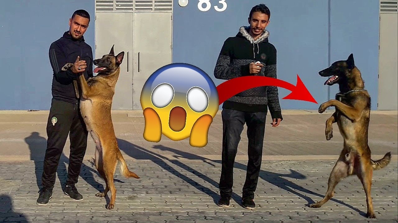 أخطر فيديو في العالم مع كلاب المالينوا الدكية🔥🐕❤extreme malinois chien au monde