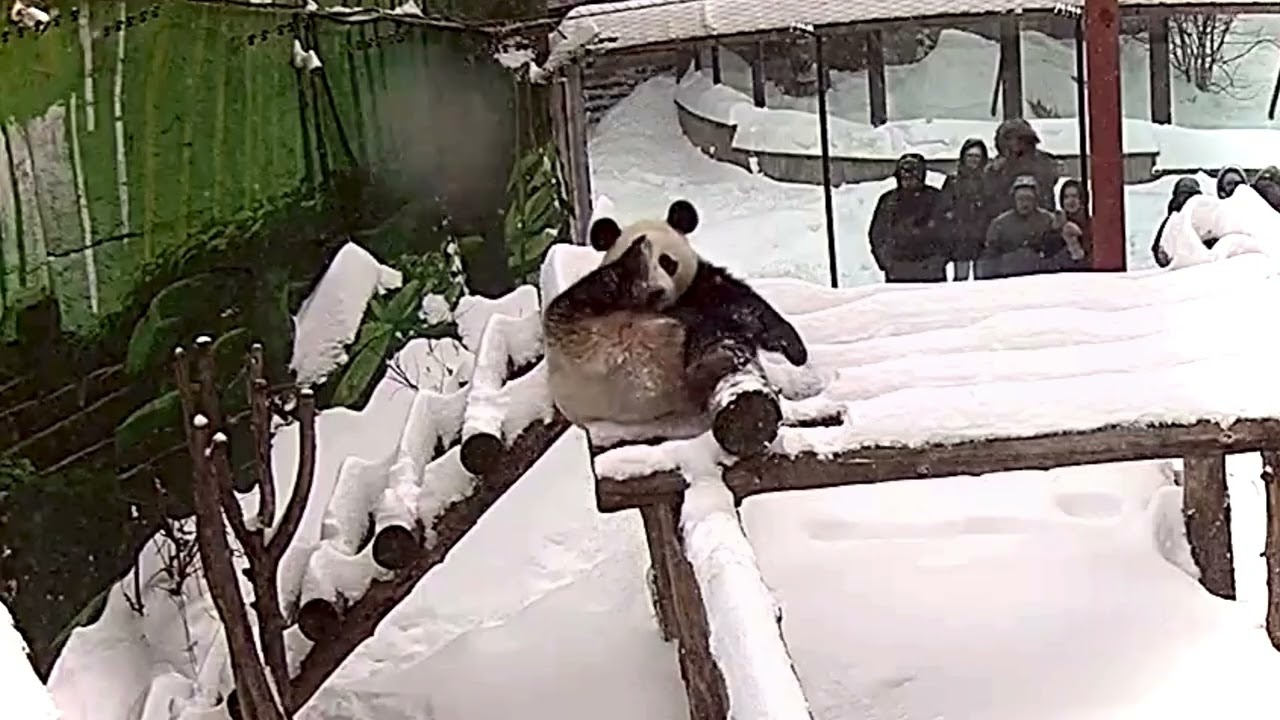 🐼 Панда Катюша наслаждается зимой