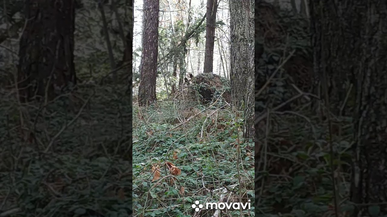 Umbrian beautiful cinary, Umbria forest , Italy. la foresta Italiana. итальянская природа ,леса.