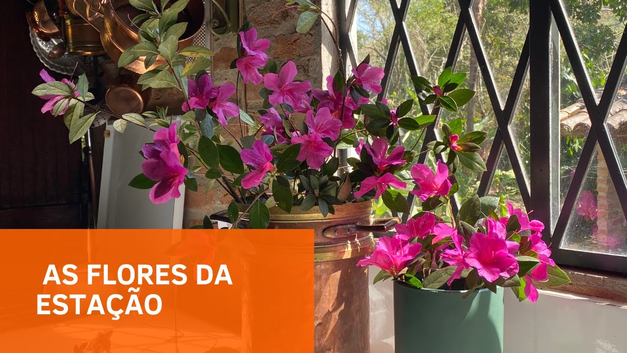 Flores da Estação 