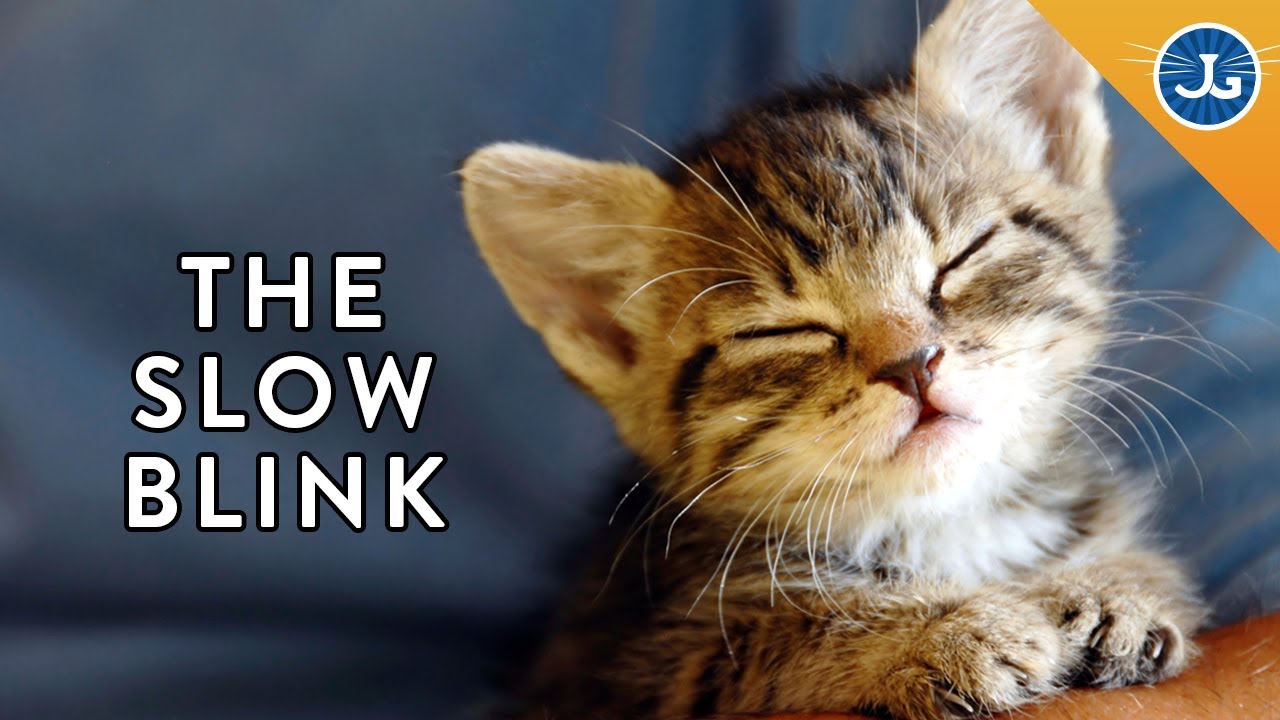 4 Ways to Tell Your Cat 