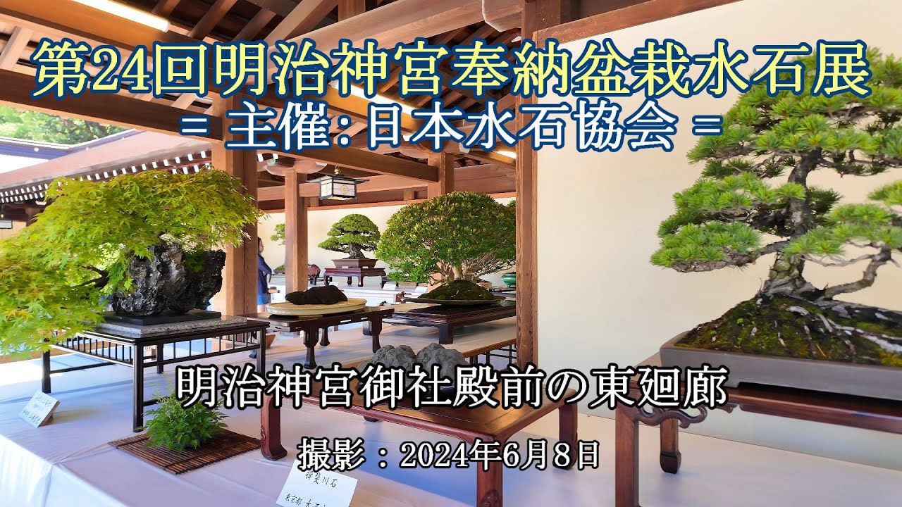 第24回明治神宮奉納盆栽水石展 = 主催：日本水石協会 = [4K] The 24th Meiji Jingu Dedicated Bonsai and Suiseki Exhibition