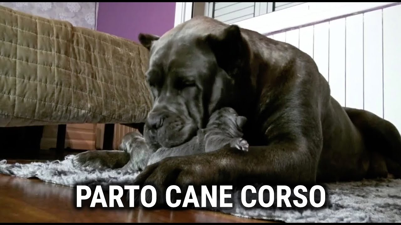 PARTO del CANE CORSO