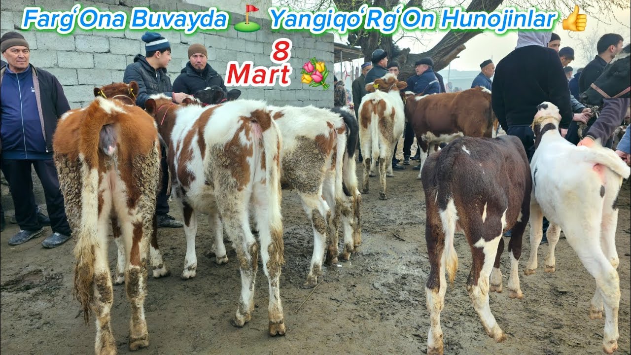 YANGIQOʻRGON HUNOJIN QATOR 👍 8-MART ⚘️ #dangalsavdo #zotmol #mol #molbozor #narx #gibrid #smental 