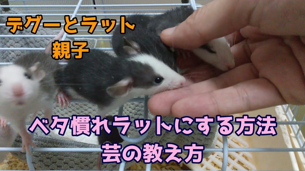 デグーとラットの親子２９　赤ちゃんラット成長記録　ベタ慣れラットにする方法と基本の芸の解説