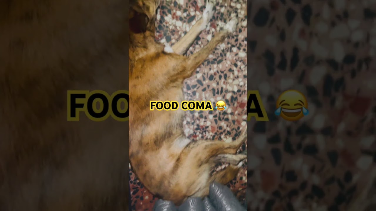 Вот что происходит, когда 5 собак съедают слишком много 😂 #собачийкорм #пищеваякома #ФиФиЛюбитСоб...